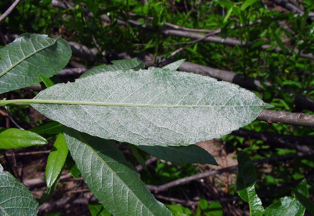 <p>Native to AR, conservation concern</p><p>lower leaf surface pubescent, white</p>