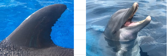 <p>DOB: Undetermined, known to be in her 30’s as of 2019</p><p>Key Features: Zigzagged edge of dorsal fin, freckles, largest female </p><p>Relations: No direct relations at Marineland at this time </p>