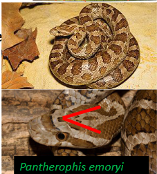 <p>Family: Colubridae</p><p>Location: Most of KS</p><p>ID: <span style="font-size: calc(var(--scale-factor)*23.79px);">Back is Gray/Tan background w/dark gray/brown/green-gray blotches; belly is </span><span>“Checkered” boldly marked black & white; anal plate is divided; scales are weakly keeled; head looks like a forward spearpoint</span></p><p><span>Life/History: rocky hillsides canyons and caves; primarily eats rodents and birds; oviparous</span></p>