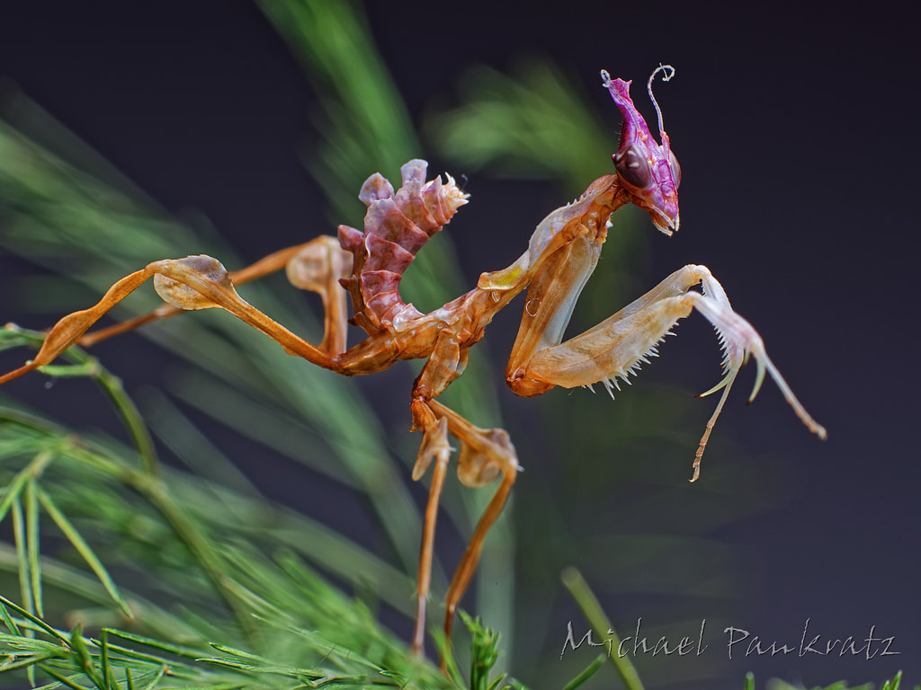 <p><span>Devil's Flower Mantis</span></p>