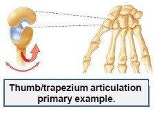 <p>Movement occurs in two planes, eg. carpo metacarpal joint of thumb</p>