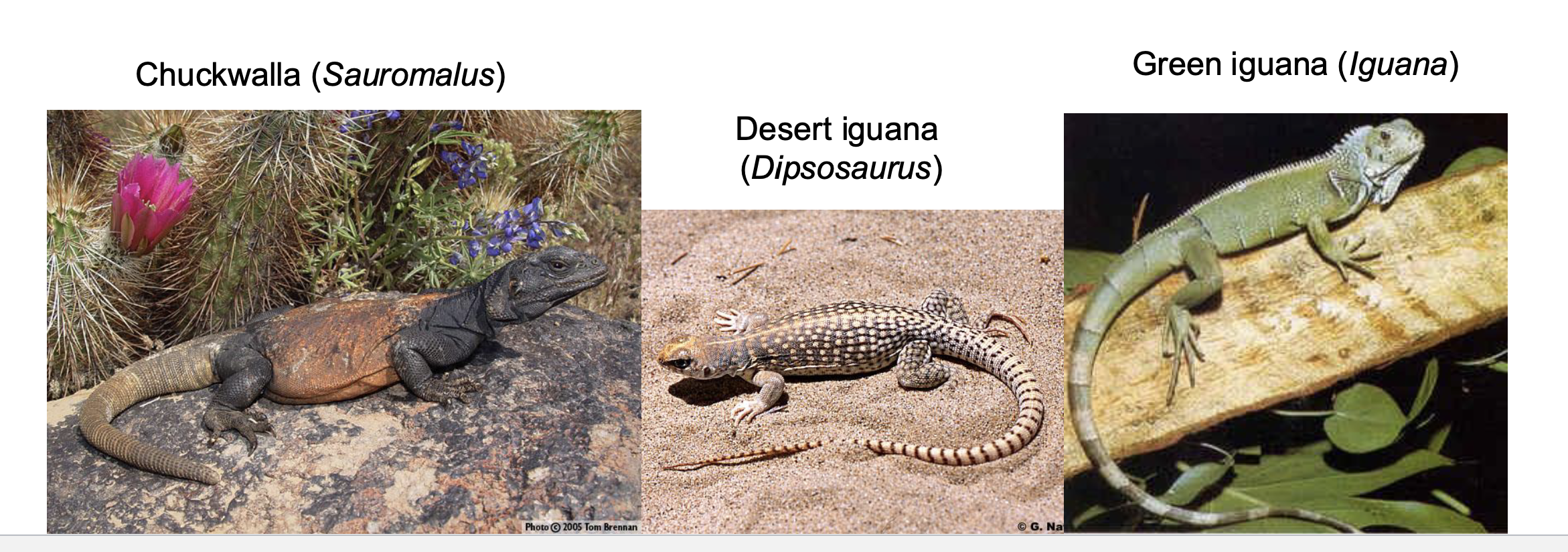 <p>Member of Iguania</p><ul><li><p><span style="background-color: transparent;">9 genera, 44 species </span></p></li><li><p><span style="background-color: transparent;">Large herbivorous lizards from desert southwest US to South America and Fiji Islands </span></p></li><li><p><span style="background-color: transparent;">Galapagos Marine iguana - only marine lizard </span></p></li></ul><p></p>