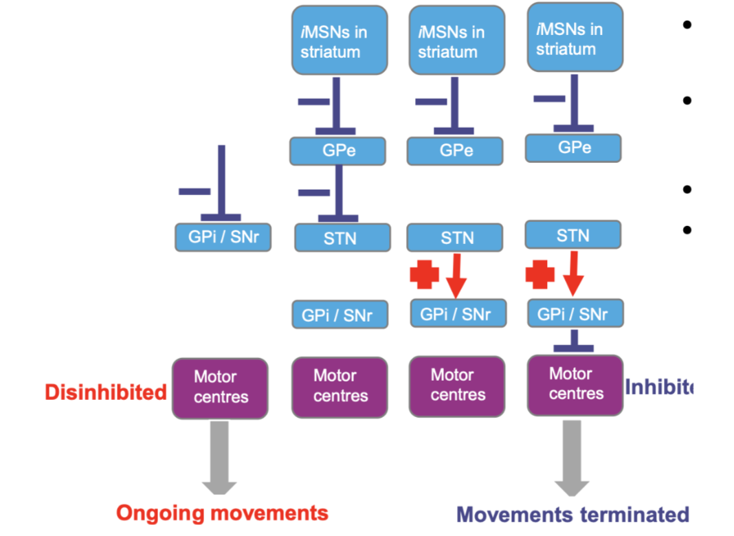 <p>The GPi/SNr remain inhibited during ongoing movement. </p><p>When indirect pathway neurons in the striatum are active (iMSNs), these neurons inhibit the GPe. </p><p>GPe inhibition disinhibits the STN, activating the GPi/SNr</p>