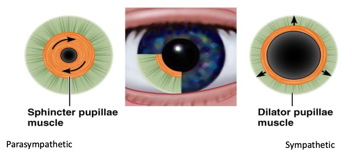 <p>Two separate muscles to control diameter of the pupil</p><ul><li><p>Sphincter pupillae muscle</p><ul><li><p>Parasympathetic</p></li><li><p>Less light</p></li></ul></li><li><p>Dilator pupillae muscle</p><ul><li><p>Sympathetic</p></li><li><p>More light</p></li></ul></li></ul><p></p>