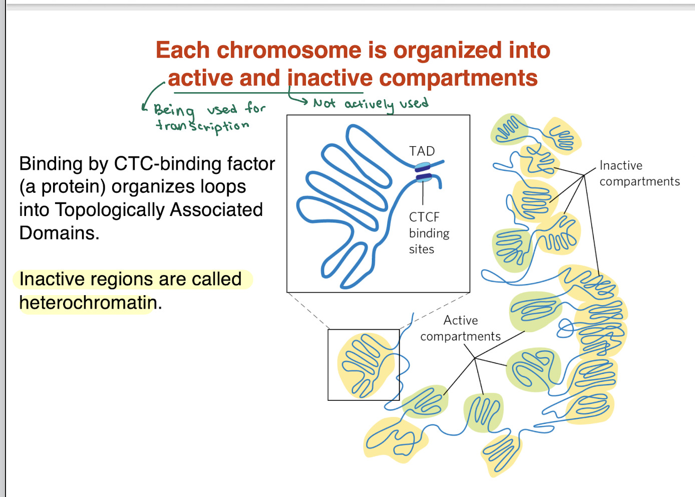 <ul><li><p>DNA is divided into <strong>active (euchromatin)</strong> and <strong>inactive (heterochromatin)</strong> compartments</p></li><li><p><strong>CTCF (binding protein)</strong> helps organize DNA into loops called <strong>TADs (Topologically Associated Domains)</strong></p></li><li><p>Active regions = <strong>loosely packed, transcriptionally active</strong></p></li><li><p>Inactive regions = <strong>tightly packed, transcriptionally silent (heterochromatin)</strong></p></li><li><p>Key idea: <strong>3D DNA organization controls gene expression</strong></p></li></ul><p></p>