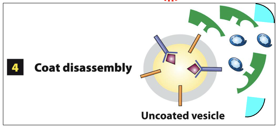 <ol><li><p>GTP-hydrolysis in Sar1 results in the disassembly of the COPII protein coat</p></li><li><p>Sar1-GDP and all other soluble COPII proteins are released into the cytoplasm for additional rounds of COPII-coat assembly at ERES</p></li></ol><p></p>