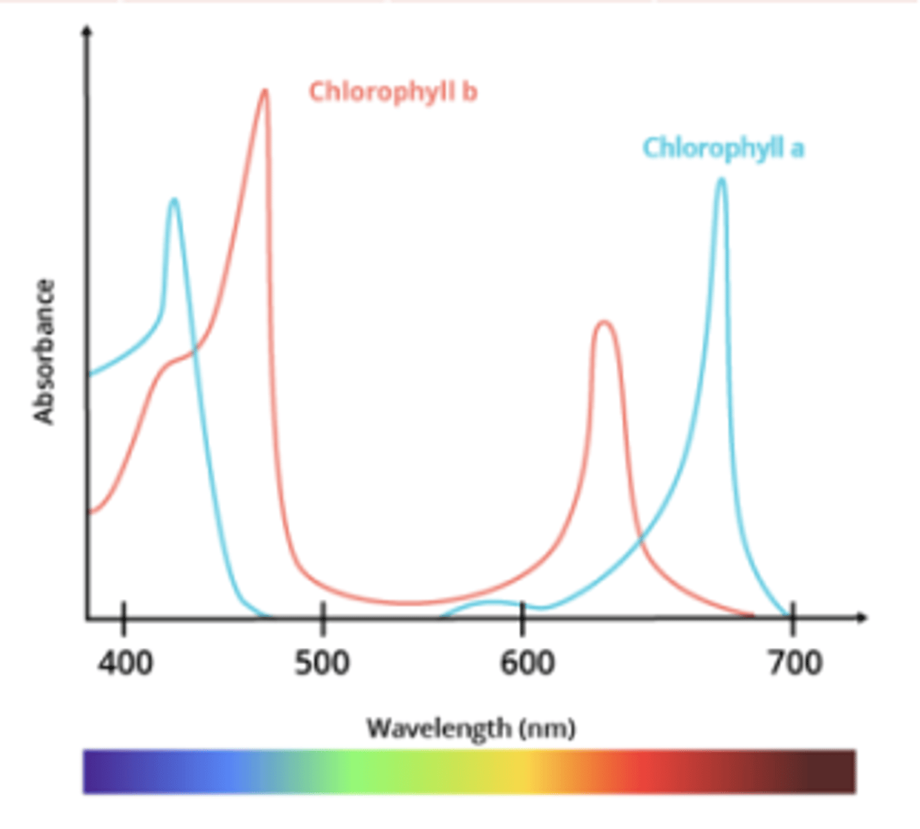 <p>A graph that shows the effectiveness of different wavelengths of light in driving photosynthesis.</p><p>(Chloroplast highly effective at absorbing red and blue light. Green wavelength are reflected)</p>