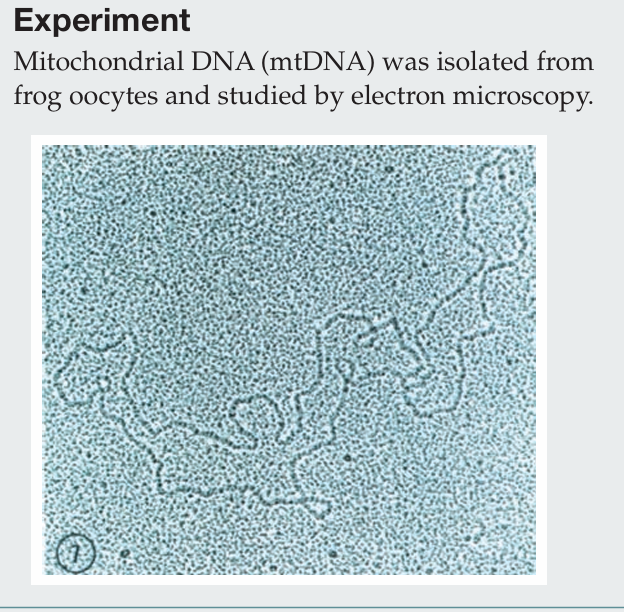 <p>Which electron microscopy technique was used to visualize this mtDNA molecule?</p><p></p>