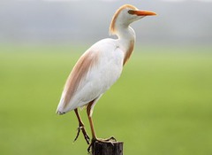 <p>What is the order, family, and species?</p>