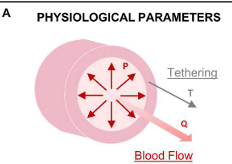 <p>Physiological parameters (pressure, tethering) involved in the forces and stresses acting on the vascular wall.</p>