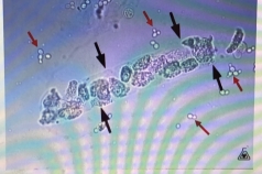 <p>Identity thr RED arrow?</p>