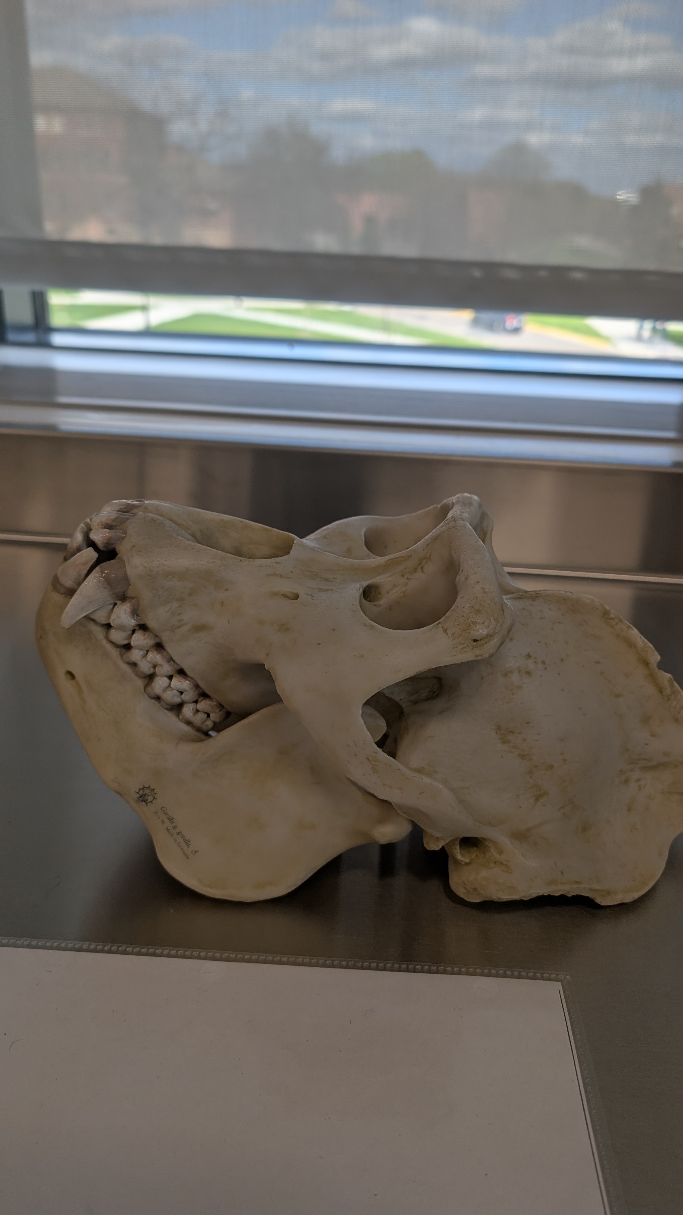 <p>Identify</p>