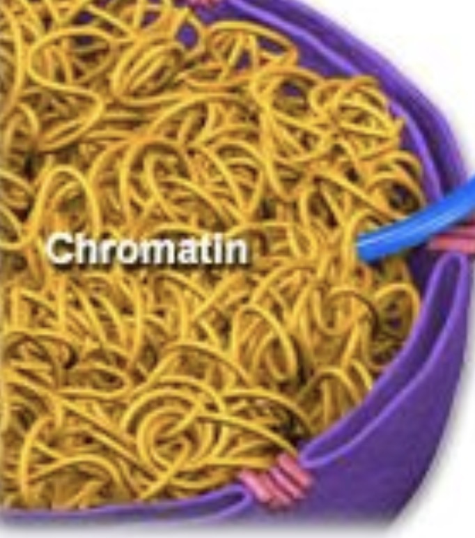<p>Chromatins</p>