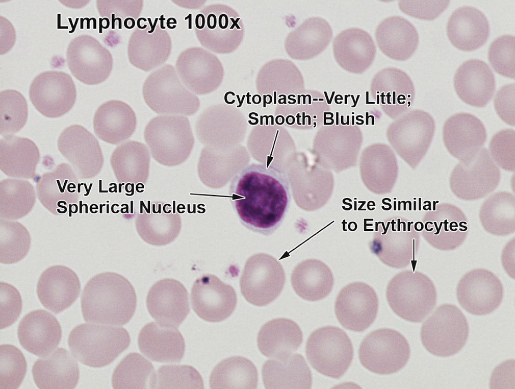 <p>Smallest blood cells, very large round nucleus </p>