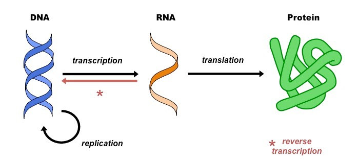 <p>The one-way flow of genetic information inside a cell from DNA to RNA to protein</p><ul><li><p><strong>DNA </strong>→ <strong>RNA </strong>→<strong> Protein</strong></p></li></ul><p>Two main steps:</p><ul><li><p>Transcription</p></li><li><p>Translation</p></li><li><p>Retroviruses (like HIV) use reverse transcription to turn RNA back into DNA, which is a special transfer</p></li></ul><p></p>