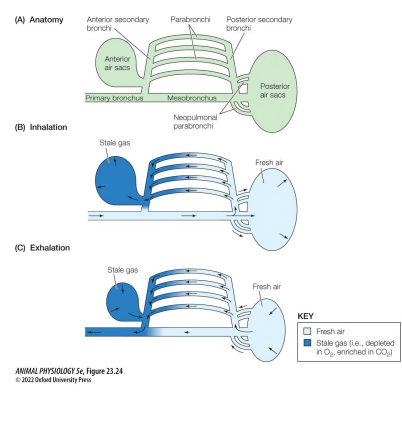 <p>Use cross-current gas exchange. • More efficient than mammalian • In addition to lungs, birds have air sacs that pump air unidirectionally across the lungs • Takes 2 breaths for air to enter &amp; leave: • First inhalation: air sacs expand. Air drawn into posterior sacs • First exhalation: air sacs compress. Air pushed into lungs • Second inhalation: air sacs expand. Air in lungs drawn into anterior sacs. • Second exhalation: air sacs compress. Air is exhaled</p><p>Use cross-current gas exchange. • More efficient than mammalian • In addition to lungs, birds have air sacs that pump air unidirectionally across the lungs • Takes 2 breaths for air to enter &amp; leave: • First inhalation: air sacs expand. Air drawn into posterior sacs • First exhalation: air sacs compress. Air pushed into lungs • Second inhalation: air sacs expand. Air in lungs drawn into anterior sacs. • Second exhalation: air sacs compress. Air is exhaled</p>