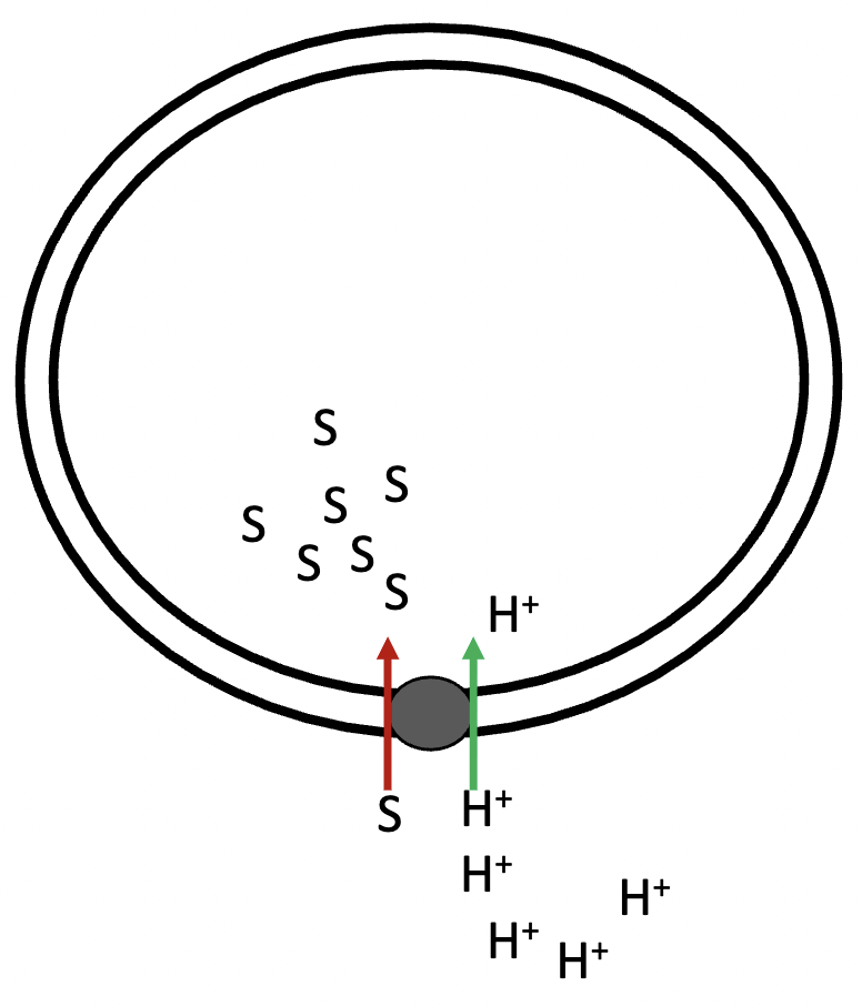 <p>in secondary active symport, there is movement of hydrogen ions and solute in the - direction, and the hydrogen’s movement with the gradient - energy that powers the movement of solute against its gradient</p>