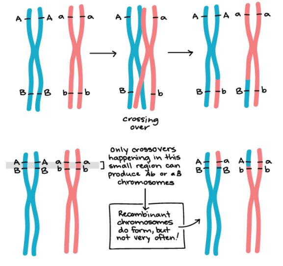 <p>Why does recombination frequency reflect gene distance?</p>