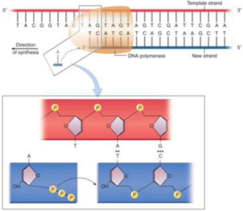 <p>dna replication uses dna polymerase</p><p>IMPORTANT:</p><ul><li><p>reads dna template 3’ to 5’</p></li><li><p>dna polymerase always synthesizes in the 5’ to 3’ direction</p></li></ul><p>can only add nucleotides to an existing molecule, not initiate</p><ul><li><p>helicase unzips 2 strands of DNA</p></li><li><p>dna polymerase requires RNA primers at the origin of replication to start synthesis</p></li><li><p>the first thing is the synthesis of RNA primer</p></li><li><p>5’ — (3’ to 5’) — 3’</p><ul><li><p>() is rna molecule, primer</p></li><li><p>the RNA primer gives dna polymerase a starting point</p></li><li><p>it can add nucleotides to 3’ -OH end of the strand only</p></li><li><p>DNA polymerase adds DNA nucleotides</p></li></ul></li></ul><p></p>