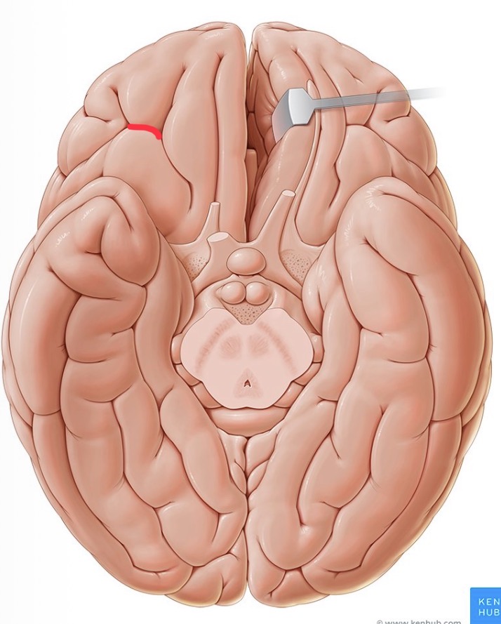 knowt flashcard image