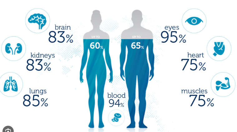 <p>Our body can’t ______ without water</p>
