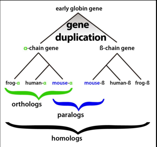 <p>Have paralogues or orthologues previously been characterised for the gene of interest</p><ul><li><p>can infer that genes which haven’t been researched yet function similar to homologues </p></li><li><p>could use web BLAST to find homologues (as they are likely to have a high number of sequence similarity)</p></li></ul><p></p><p><strong><u>Homologues:</u></strong></p><p><strong>Orthologues: </strong>genes which have been evolved from a common ancestor gene that have retained similar functions in different species </p><p><strong>Paralogues</strong>: Genes which have evolved from the same ancestral gene in different regions of an organism’s genome</p>