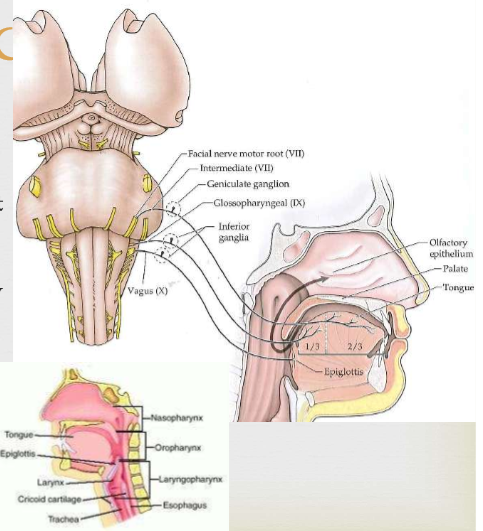 <p><span>Tongue: Anterior 2/3 innervated by Facial nerve (VII) and its branches, Chorda tympani nerve that arises from intermediate root of VII, Posterior 1/3 innervated by<br>Glossopharyngeal (IX). Palate: VII (intermediate). Epiglottis &amp; Larynx: Vagus (X). Pharynx: IX</span></p>