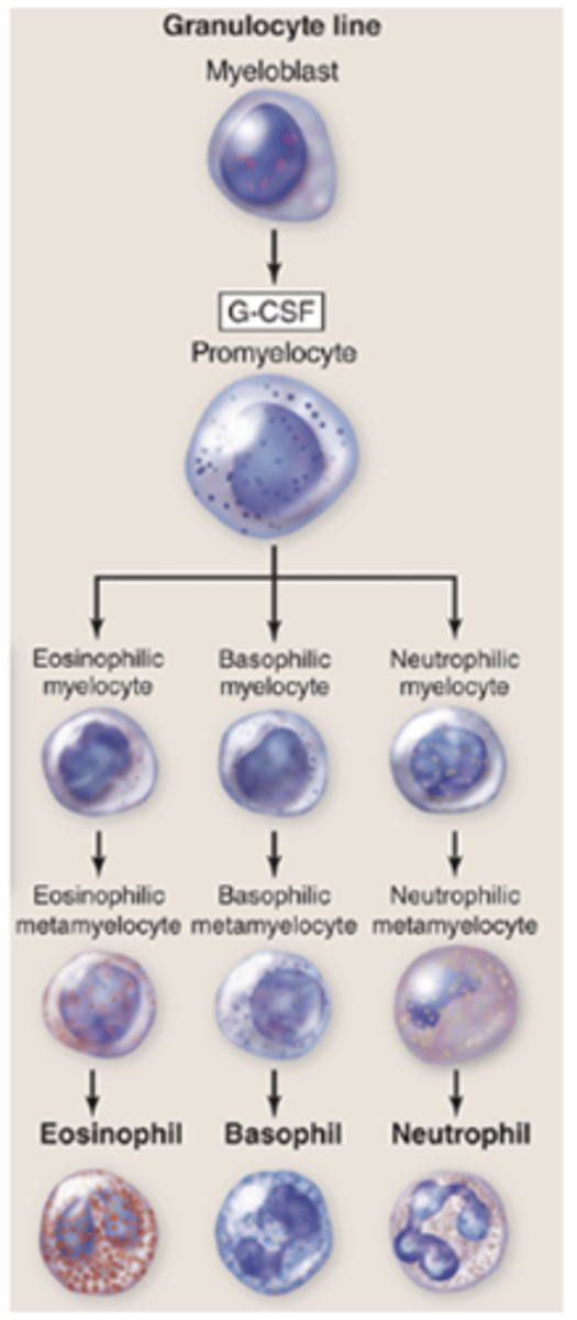 <p>From which stem cell do granulocytes originate?</p>