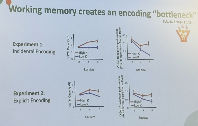 <ul><li><p>Low capacity individuals show lower capacity to store</p><ul><li><p>2 items good</p></li><li><p>At 4 upper limit of capacity already see a difference between people who have higher capacity vs. lower </p></li><li><p>Individual difference measure </p></li></ul></li></ul><p></p><ul><li><p>Trying to see if these encoding limits, bottleneck transfers & shows same pattern of limitation in LTM memory task</p></li><li><p>We see for 2 items, when 2 items presented at encoding for change detection, everyone detected changes of items & remembered seeing those 2 items</p><ul><li><p>Both low & high have no difference</p></li><li><p>No bottleneck</p></li><li><p>2 very doable</p></li></ul></li></ul><p></p><ul><li><p>Critically didn’t matter if it was incidental or explicit, groups high & low capacity diverged as set size increased</p></li><li><p>As set size increased from 2-4 items, low capacity didn’t remember seeing additional items</p></li><li><p>Bottleneck affecting what they can remember & what gets into LTM</p></li><li><p>Original bottleneck at WM, carried through to what people can report in LTM</p></li></ul><p></p><ul><li><p><strong>WM limits the “bandwidth” of encoding to LTM, even when we are trying to learn. And the size of the bottleneck is related to individual WM capacity </strong></p><ul><li><p>Pattern goes down when increasing set size, LTM goes down</p></li><li><p>Size of bottleneck related to individual WM capacity</p></li><li><p>LTM performance shows separation in performance between people with smaller bucket & larger bucket</p></li></ul></li></ul><p></p>