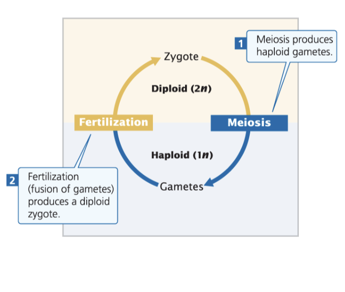 <p>Diploid zygote goes to halpoid gamete through meiosis and the undergoes fertilization to become another diploid zygote. </p>