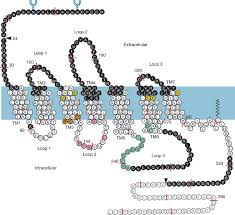 <ul><li><p class="Paragraph SCXW187120413 BCX0" style="text-align: left;"><span style="line-height: 20.85px;"><span>7 TM domains which anchor it to the lipid bilayer&nbsp;&nbsp;</span></span></p></li></ul><ul><li><p class="Paragraph SCXW187120413 BCX0" style="text-align: left;"><span style="line-height: 20.85px;"><span>N-terminal tail outside the cell which has glycosylation motifs which help to orientate the receptor in the membrane&nbsp;</span></span></p></li></ul><ul><li><p class="Paragraph SCXW187120413 BCX0" style="text-align: left;"><span style="line-height: 20.85px;"><span>Small EC loops and large IC loops and C terminal tail&nbsp;</span></span></p></li></ul><ul><li><p class="Paragraph SCXW187120413 BCX0" style="text-align: left;"><span style="line-height: 20.85px;"><span>Structurally these GPCRs look similar to the mAchR and so would expect some of the same features&nbsp;</span></span></p><ul><li><p class="Paragraph SCXW187120413 BCX0" style="text-align: left;"><span style="line-height: 20.85px;"><span>Ligand binding domain in EC portion&nbsp;&nbsp;</span></span></p></li><li><p class="Paragraph SCXW187120413 BCX0" style="text-align: left;"><span style="line-height: 20.85px;"><span>G protein binding IC loop 3&nbsp;&nbsp;</span></span></p></li><li><p class="Paragraph SCXW187120413 BCX0" style="text-align: left;"><span style="line-height: 20.85px;"><span>TM domain 5 moving away for activation&nbsp;&nbsp;</span></span></p></li></ul></li></ul><p></p>
