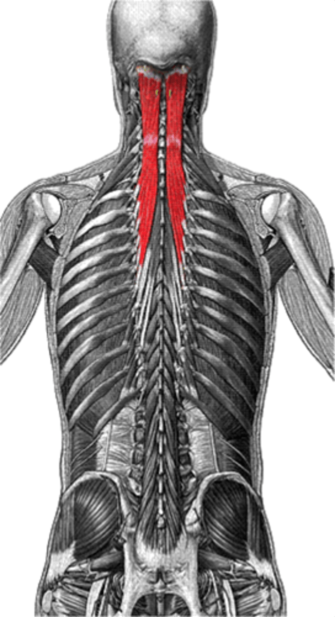 <p>transverse processes C7-T6</p><p>articular processes of C4-C6</p>