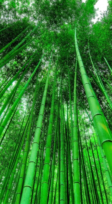 <p>نام علمی : Bambusa vulgaris</p><p>نان انگلیسی : Bamboo</p><p>نام در طب سنتی : تباشیر</p><p>خانواده : Poaceae</p><p>ویژگی : دارای شیرابه، شیرین، عظیم الجثه، تنه دارای گره که بینش توخالی است، استحکام بالا</p><p>کاربرد : استفاده به جای داربست آهنی، ساقه ها برای تهیه وسایل خانگی، تخت خواب، مبلمان، کمان های ژاپنی و کره‌ای، ساخت چوب ماهیگیری</p><p></p>