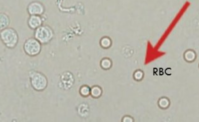 <p>what cells on left</p>