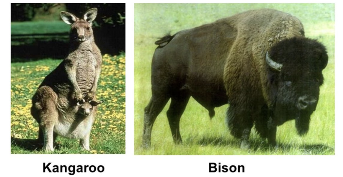<ul><li><p>Unrelated species occupying similar niches in different communities or areas</p><ul><li><p>Kangaroos in Australia and bison in North America</p></li></ul></li></ul><p></p>