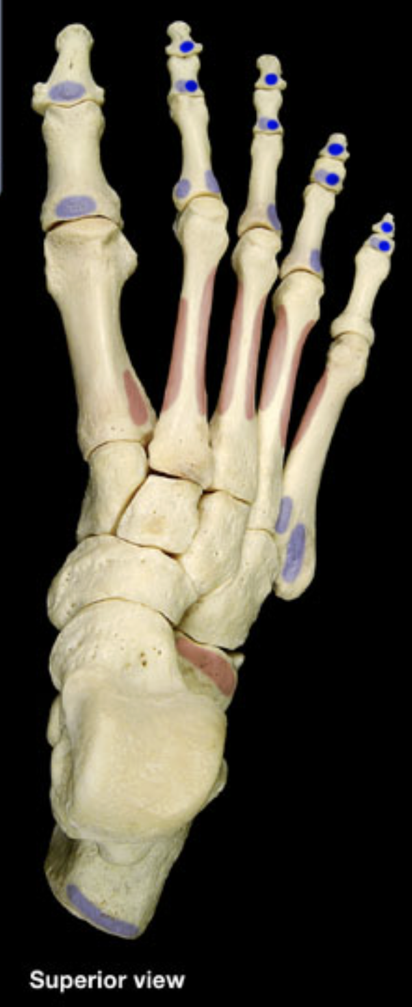 <p>distal phalanges of digits 2-5</p>