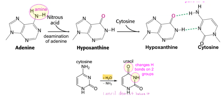 <p>deaminating agents: nitrous acids </p><ul><li><p>deaminates aromatic primary amines</p></li><li><p>Treatment of DNA with nitrous acid results in deamination of adenine, conversion to <strong>hypoxanthine</strong>. While adenine base pairs with thymine, hypoxanthine base pairs with cytosine because it can form two H-bonds with cytosine. Thus, <strong>deamination induces a mutation from A-T to G-C</strong>.</p></li><li><p>deamination can also occur spontaneously </p><ul><li><p>cytosine can become deaminated to form uracil, resulting in a C-G → T-A mutation after replication.</p></li></ul></li></ul><p></p>