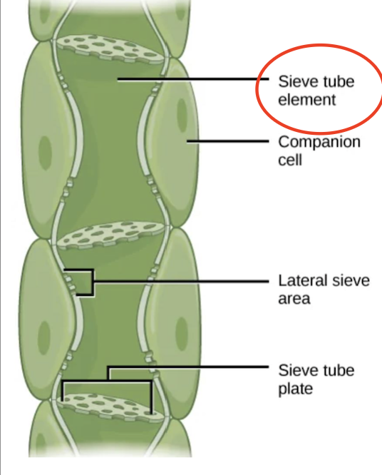 <p>The cell that primarily make up phloem</p><ul><li><p>have reduced cytoplasmic contents</p></li><li><p>connected via sieve plates w/ pores to allow material to move</p></li></ul><p></p>
