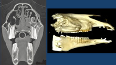 <p>What is the best option for sinuses but is VERY EXPNESIVE</p>