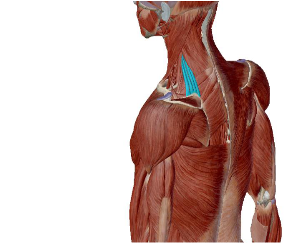 <p>what muscle is this </p>