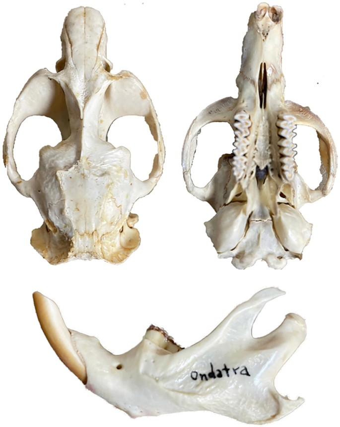 <p>Family Cricetidae Ondatra zibethicus (muskrat)</p>