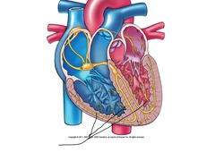 <p>These fast-conducting fibers spread the electrical signal throughout the ventricular wall.</p>