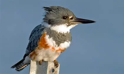 <p>What Bird Species is this?</p>