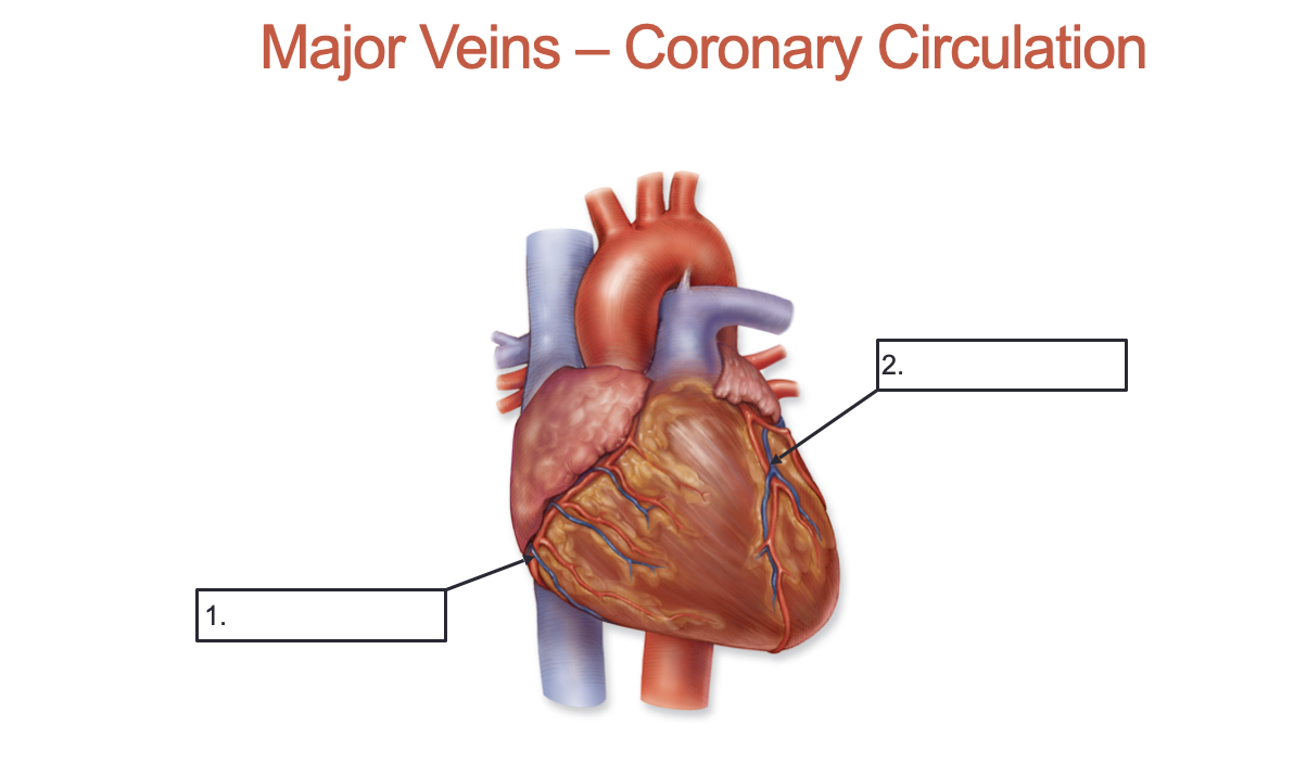 <p>Label these major veins of coronary circulation:</p>