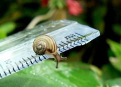 <p>1. extremely or unusually small.</p><p>2. (of a word, name, or suffix) implying smallness, either actual or imputed to convey affection,scorn etc.</p>