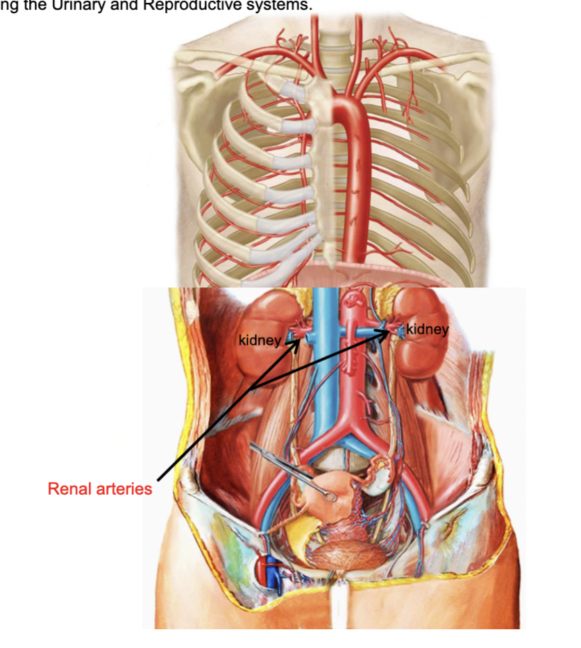 <p>Renal Arteries and Gonadal Arteries</p>