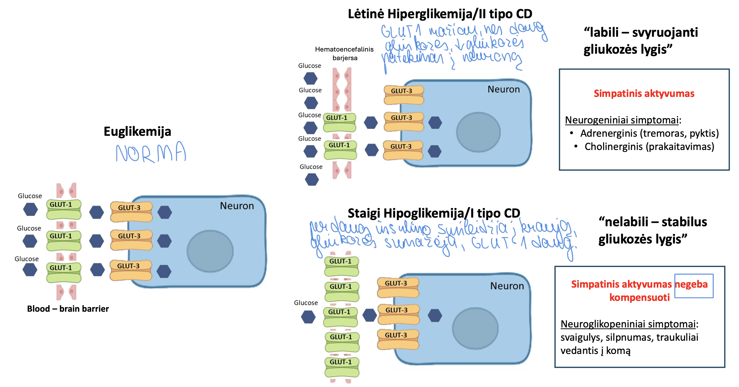 <ol><li><p>Hematoencefalinis barjeras turi GLUT1 nešiklius</p></li><li><p>Neuronai turi GLUT3 nešiklius, kurie priima gliukozę ir perneša</p></li></ol><p>Staigi hipoglikemija I tipo CD:</p><ol><li><p>Jei nėra gliukozės, o yra daug transporterių smegenys siunčia signalus į kepenis, kad produkuotų daugiau gliukozės, tačiau kepenys nespėja gaminti → neuronai negauna gliukozės → padidėja GLUT1 → atsiranda neuroglikopeniniai simptomai (svaigulys, silpnumas, traukuliai) → žmogus patenka į komą</p></li></ol><p>Lėtinė hiperglikemija II tipo CD:</p><ol><li><p>Padidėja gliukozės kiekis, bet sumažėja GLUT1 nešiklių (apsisaugo nuo per didelio gliukozės patekimo į ląstelę). Pavojinga, nes smegenys pripranta prie per didelio gliukozės kiekio. Pasireiškia adrenergiškai (tremoru, pykčiu) ir cholinergiškai (prakaitavimu)</p></li></ol><p></p>