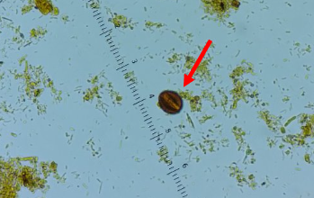 <p><span style="background-color: rgba(0, 0, 0, 0); line-height: 19.7625px;">What is the species in this photo?</span></p>