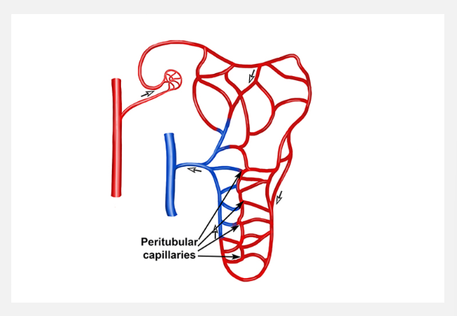 <p>Overview of transport processes (pt 2)</p>