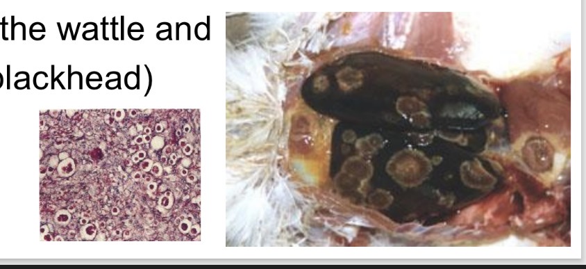 <p>Protozoa - histomonas meleagridis - Pathogenesis </p>